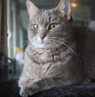 Glinda – adottabile anche a distanza!, female Mixed Breed for adoption at ENPA Monza e Brianza, Monza