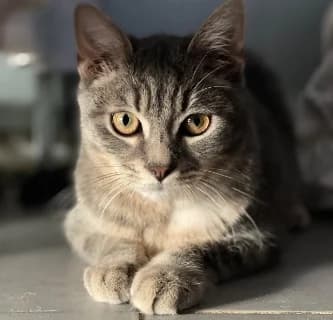 Cat Bunny, male young Mixed Breed for adoption at ENPA Monza e Brianza, Monza