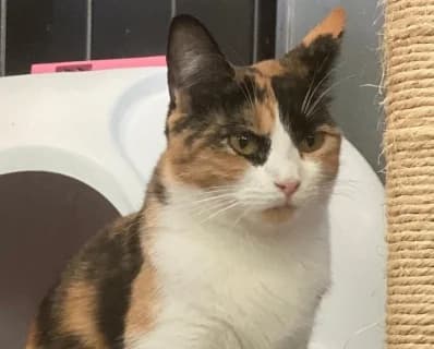 Cassiopea, female Mixed Breed for adoption at ENPA Monza e Brianza, Monza