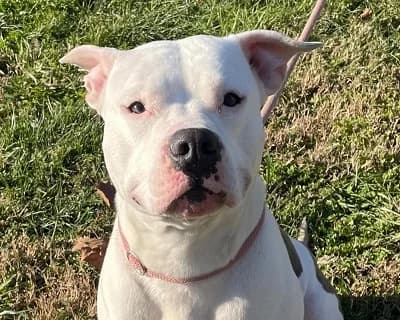 Rey, male 4yo Mixed Breed for adoption at ENPA Monza e Brianza, Monza
