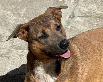 Mimi, female young Mixed Breed for adoption at ENPA Monza e Brianza, Monza