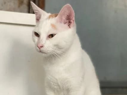 Centauro, male Mixed Breed for adoption at ENPA Monza e Brianza, Monza