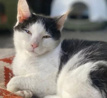 Sirio, male young Mixed Breed for adoption at ENPA Monza e Brianza, Monza