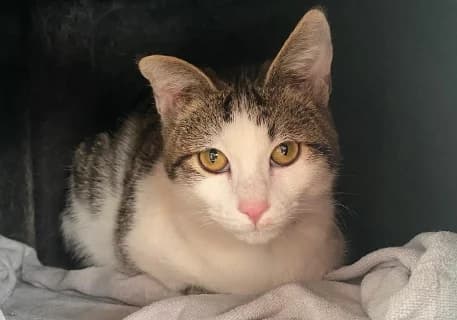 Peppi, male Mixed Breed for adoption at ENPA Monza e Brianza, Monza