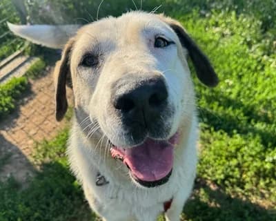 Era, female Mixed Breed for adoption at ENPA Monza e Brianza, Monza