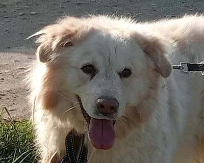 Becks, male 5yo Mixed Breed for adoption at ENPA Monza e Brianza, Monza