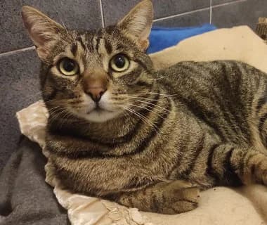 Tigro, male Mixed Breed for adoption at ENPA Monza e Brianza, Monza