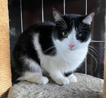 Vega, female Mixed Breed for adoption at ENPA Monza e Brianza, Monza