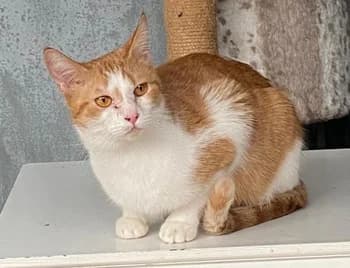 Antares, female young Mixed Breed for adoption at ENPA Monza e Brianza, Monza