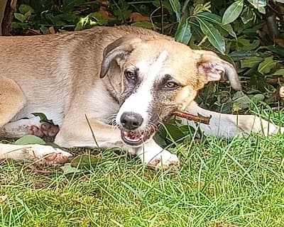Zoe, female young Mixed Breed for adoption at ENPA Monza e Brianza, Monza