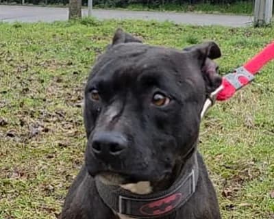 Tokio, male 6yo Mixed Breed for adoption at ENPA Monza e Brianza, Monza