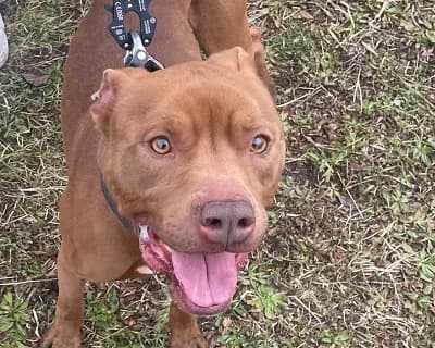 Anubi, male Mixed Breed for adoption at ENPA Monza e Brianza, Monza