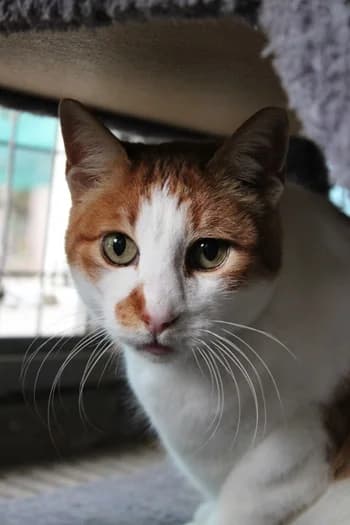 Bombetta, female senior Mixed Breed for adoption at ENPA Monza e Brianza, Monza