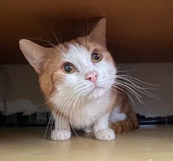 Buzz, male Mixed Breed for adoption at ENPA Monza e Brianza, Monza