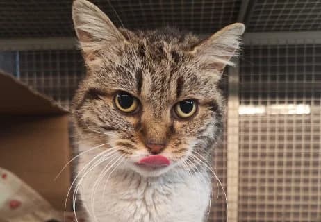 Riccardo, detto anche Re Riccardo (Cuor di Leone), male Mixed Breed for adoption at ENPA Monza e Brianza, Monza