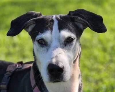 Ciccio – Adottabile anche a distanza, male senior Mixed Breed for adoption at ENPA Monza e Brianza, Monza