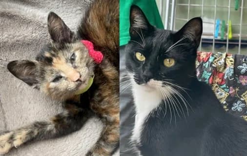 Bruce e Taiga, male Mixed Breed for adoption at ENPA Monza e Brianza, Monza