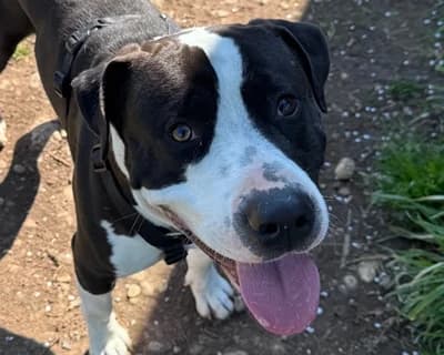Tuxedo, male young Mixed Breed for adoption at ENPA Monza e Brianza, Monza