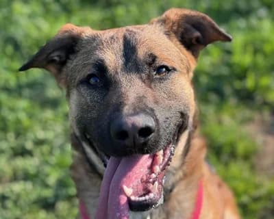 Bailey, male young Mixed Breed for adoption at ENPA Monza e Brianza, Monza