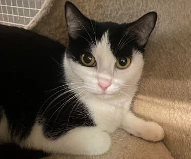 Nix, female Mixed Breed for adoption at ENPA Monza e Brianza, Monza