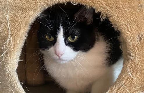 Nova, female Mixed Breed for adoption at ENPA Monza e Brianza, Monza