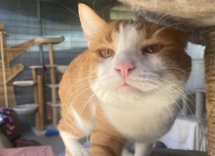 Atlas, male Mixed Breed for adoption at ENPA Monza e Brianza, Monza