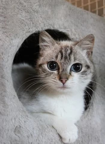 Effie, female Mixed Breed for adoption at ENPA Monza e Brianza, Monza