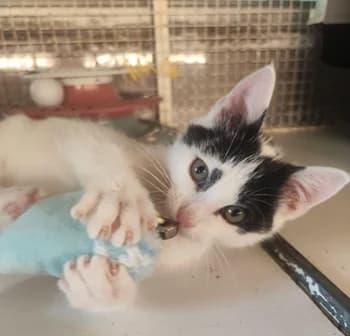 Sorbillo, male Mixed Breed for adoption at ENPA Monza e Brianza, Monza