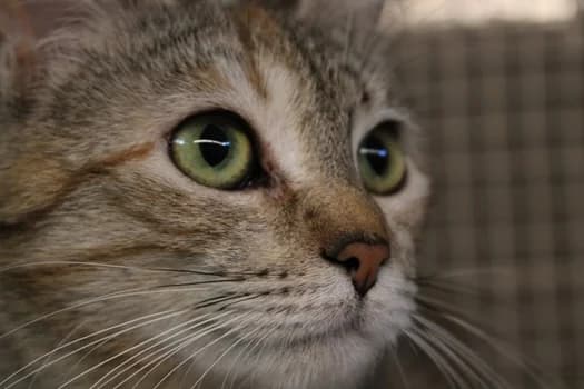 Topazia, female Mixed Breed for adoption at ENPA Monza e Brianza, Monza