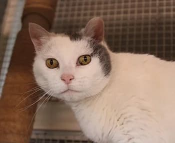 Tata Matilda, female senior Mixed Breed for adoption at ENPA Monza e Brianza, Monza