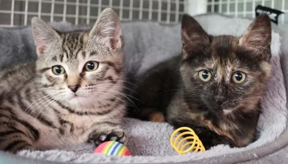 Starlight e Stormfront, female puppy Mixed Breed for adoption at ENPA Monza e Brianza, Monza