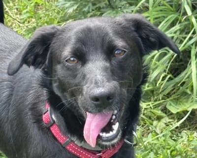 Raska, Mixed Breed (ENPA Monza e Brianza)