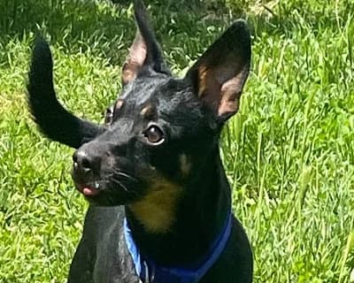 Aky, Mixed Breed (ENPA Monza e Brianza)