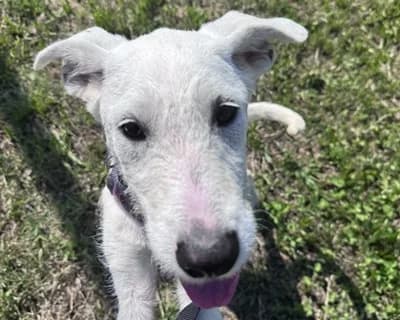 Mariarosa, Mixed Breed (ENPA Monza e Brianza)