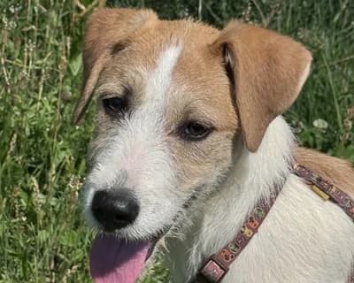 Artemio, Mixed Breed (ENPA Monza e Brianza)