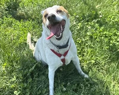 Sheila, Mixed Breed (ENPA Monza e Brianza)