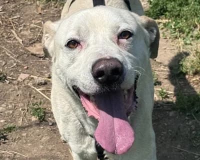 Roquefort, Mixed Breed (ENPA Monza e Brianza)