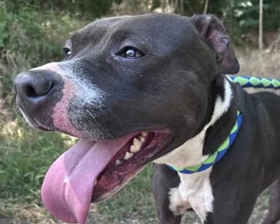 Mala, Mixed Breed (ENPA Monza e Brianza)