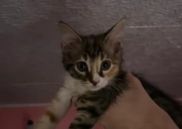 Millie, Bibi e Lyo, Mixed Breed (ENPA Monza e Brianza)