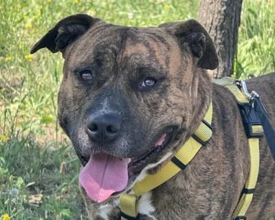 Gorilla, male 3yo Mixed Breed for adoption at ENPA Monza e Brianza, Monza