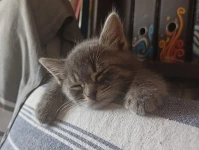 Cuki e Casatiello, male puppy Mixed Breed for adoption at ENPA Monza e Brianza, Monza