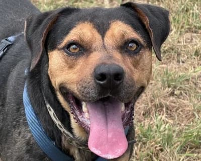 Punjabi, male young Mixed Breed for adoption at ENPA Monza e Brianza, Monza