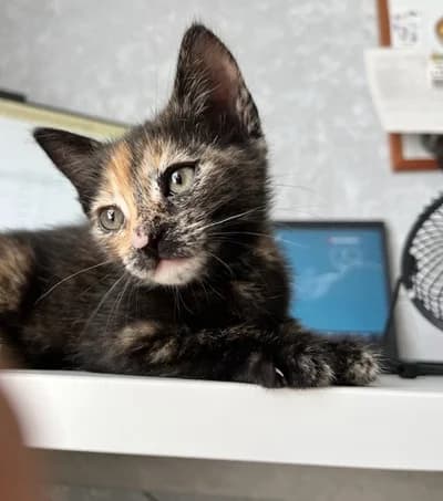 Ahsoka, female puppy Mixed Breed for adoption at ENPA Monza e Brianza, Monza
