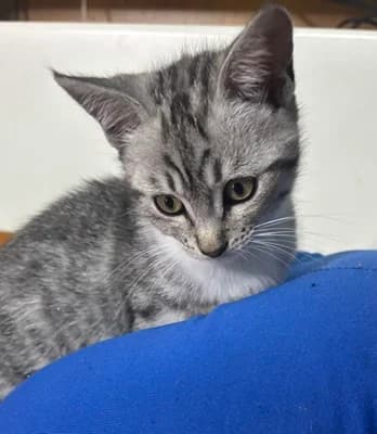 Lioba e Tabata, female puppy Mixed Breed for adoption at ENPA Monza e Brianza, Monza