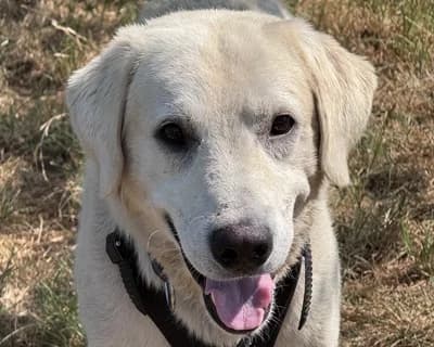 Enrico, male senior Mixed Breed for adoption at ENPA Monza e Brianza, Monza