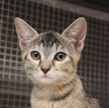 Giorgia e Sergia, female puppy Mixed Breed for adoption at ENPA Monza e Brianza, Monza