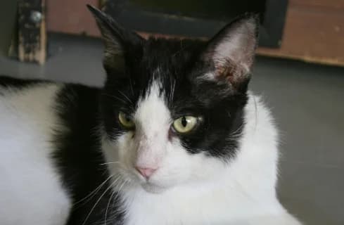 Timmy, male 7yo Mixed Breed for adoption at ENPA Monza e Brianza, Monza