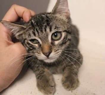 Tavor, male puppy Mixed Breed for adoption at ENPA Monza e Brianza, Monza