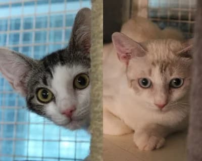 Gelée e Baguette, Mixed Breed (ENPA Monza e Brianza)