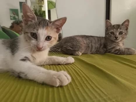 Hime e Mei, Mixed Breed (ENPA Monza e Brianza)
